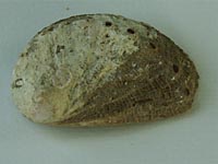 Vetigastropoda